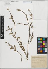 Foto von Salix purpurea L.